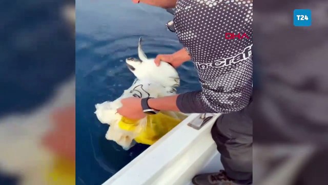 Çuvala takılan yavru deniz kaplumbağasını amatör balıkçı kurtardı