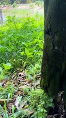 Penampakan pohon durian gantung