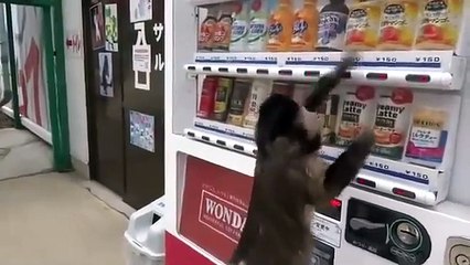 Akıllı maymun kendine bir içecek satın alıyor