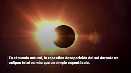 El eclipse solar trajo confusión a los animales