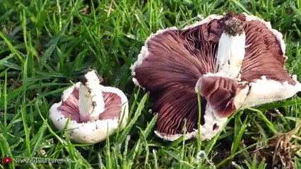 15 MYSTERIOUS Patterns Found in Nature