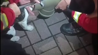 Bulldog francês preso em tubo salvo pelos bombeiros de Chaves