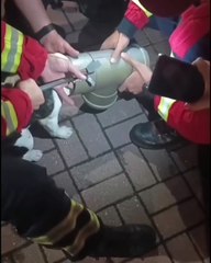 Buldog bombeiros Chaves