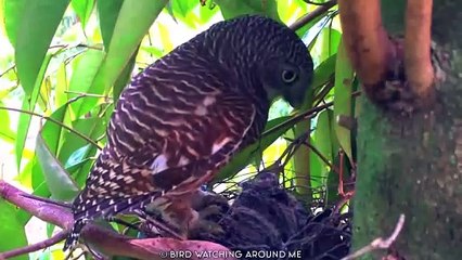 15 Epic Bird Attacks Caught on Camera