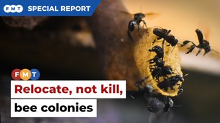 Activists aim to save the bees through rescue missions