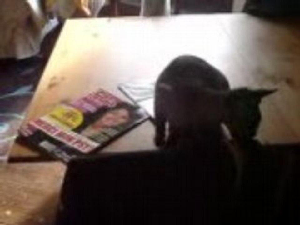 Papa-Chat! J'aime pas ton pull!