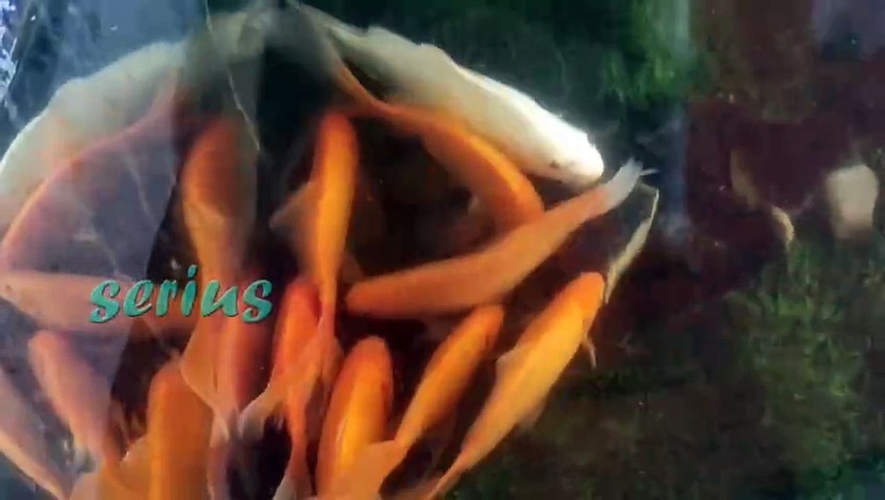 Relaxasi Instrumen dan Ikan Membuat Tenang