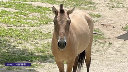 국내 한 마리 남았던 몽골 야생말 '용보' 폐사 / YTN