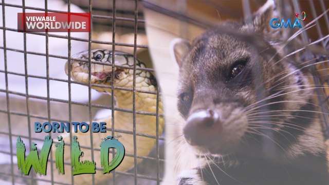 Sugatang king cobra at Malayan civet cat, ni-rescue | Born to be Wild