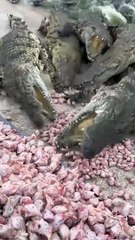 Eating time crocodile injoy