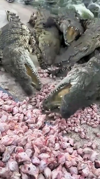 Eating time crocodile injoy