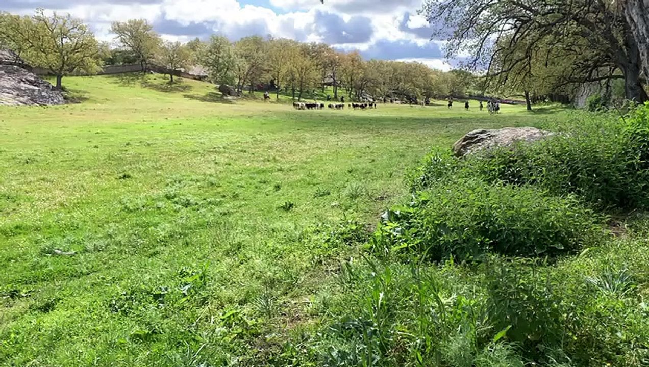 Primeros ensayos para La Saca de las fiestas de San Juan 2024