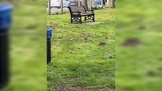 Rats running around play park in Canterbury