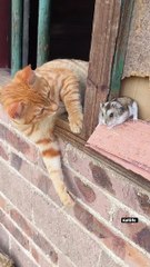 Funny  video | Cat and Rat Fun