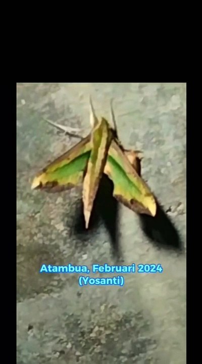 Pergesa acteus (5)
