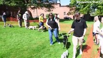 Dog owners gather for the Great British Dog Walk at Weston Park.