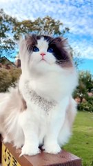 Beautiful Cat's Style  #cat #cats #cute #cutecat #cutecats #pets #animals
