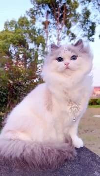 Beautiful Cat's Style #cat #cats #cute #cutecat #cutecats #pets #animals