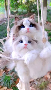 Beautiful Cat's Style #cat #cats #cute #cutecat #cutecats #pets #animals