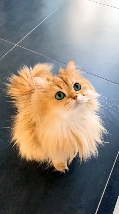 Beautiful Cat's Style  #cat #cats #cute #cutecat #cutecats #pets #animals
