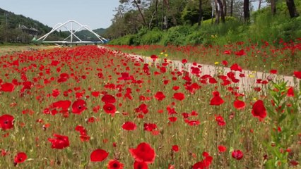인파 넘실대는 광안대교...백만 송이 붉은 꽃 괴산 동진천 / YTN