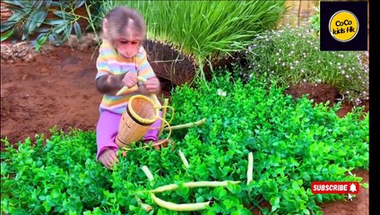 Chef monkey is cooking for baby monkey 