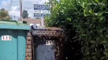 A colony of bees in Bower Street, Maidstone