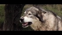 Wolf Town full movie [ horror thriller ]