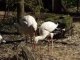 cigogne blanche du zoo d'amiens