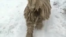 Dogs