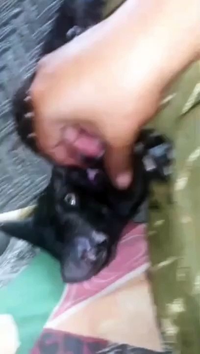 Funny cat video