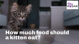 How Much Food Should A Kitten Eat?
