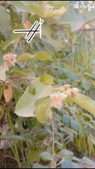 Home garden guava sweet Guava