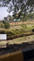 Greenery video | car ride| car driving