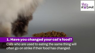 Things To Check When Your Cat's Not Eating