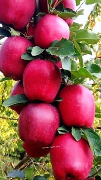 Amazing facts about healthy food ।।।।#healthcoach #healthyfood #healthylifestyle #healthyeating #hea...lthyeating #healthtips #jalebi #milk #facts #factsaboutfood #factsabouthealth .#healthcoach #healthyfood #healthtips # (1)