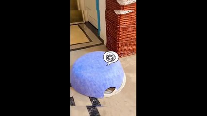 Funny animal videos 2023 -  Funny cats_dogs -  Funny animals happy فيديوهات مضحكه قطط وكلاب 2024