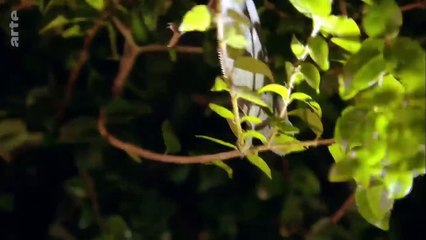 Floride, la guerre des pythons l GEO Reportage _ ARTE