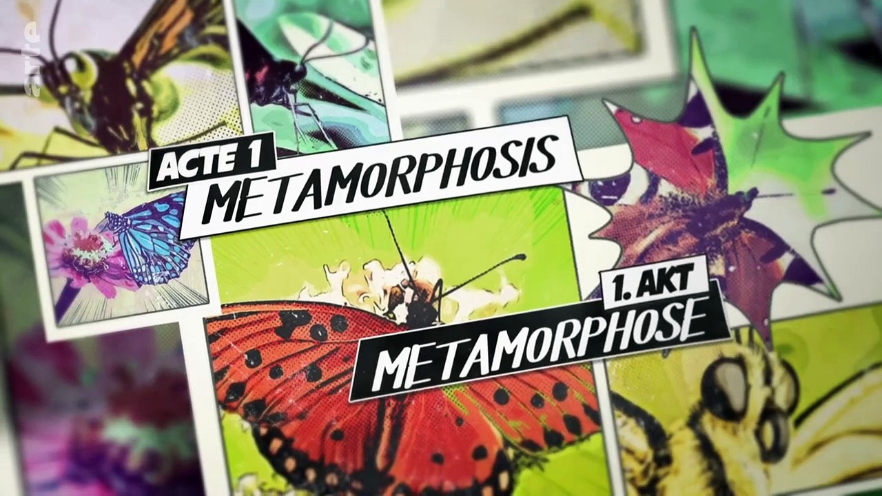 Les papillons !!! Ces super-héros de la nature _ ARTE