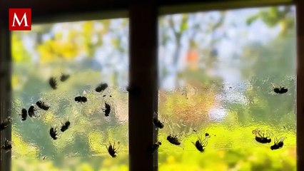 Además de las cucarachas, existen otras plagas de las que debes cuidarte en esta temporada