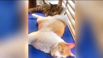 Pets funny videos | pets funny | funny videos | cats | dogs