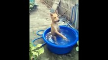 Funniest Cats And Dogs Videos  - Best Funny Animal Videos 2024 #7