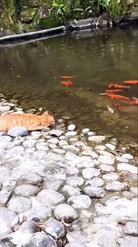 Chat  contre poisson