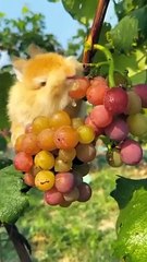 Bunny__Food_lover_#song_#1000subscriber_#1millionviews(360p)