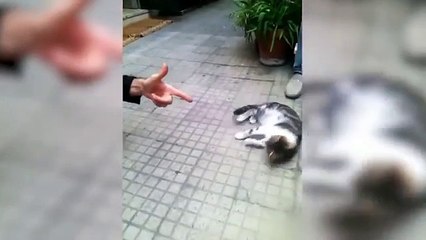 Funny cat  vs Gun  - Funny Animals  playing dead on finger shot Compilation Animal Gags