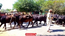 Buffalo Walk in village road|Cow and buffalo farming|Buffalo walking|Village Vlogs|Pakistan village Vlogs|Pakistan village lifestyle|