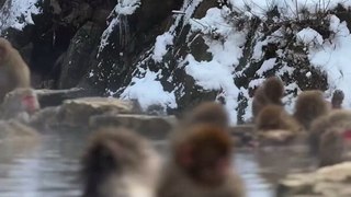 Too Cute to Handle! Baby Snow Monkey Soaking in a Hot Spring!