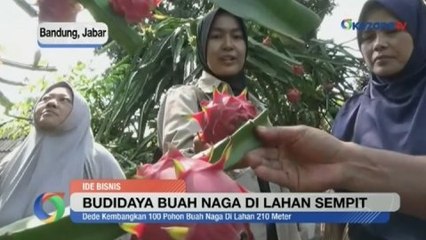Cuan dari Budidaya Buah Naga di Lahan Sempit