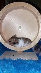 Leksa bermain rolling joging