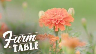 Grow It Yourself - French Marigold | Farm To Table